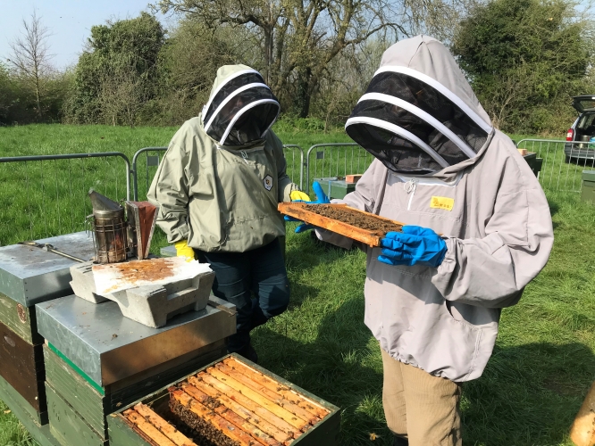 Crazy 2020 beekeeping season